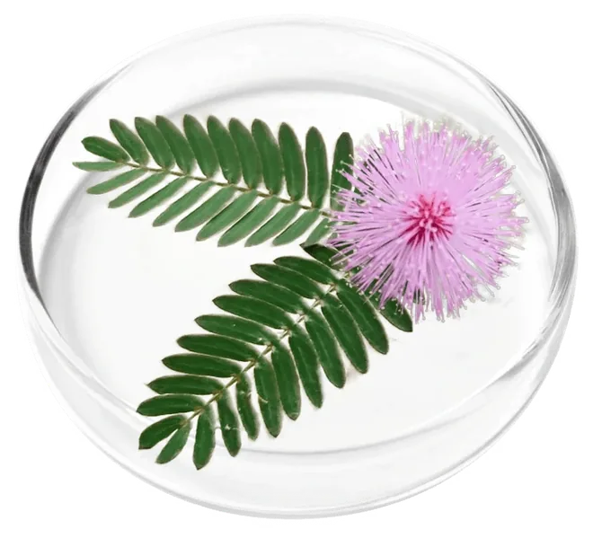 Mimosa pudica Seed Extract, photographed in a laboratory dish for the Femicore ingredient set