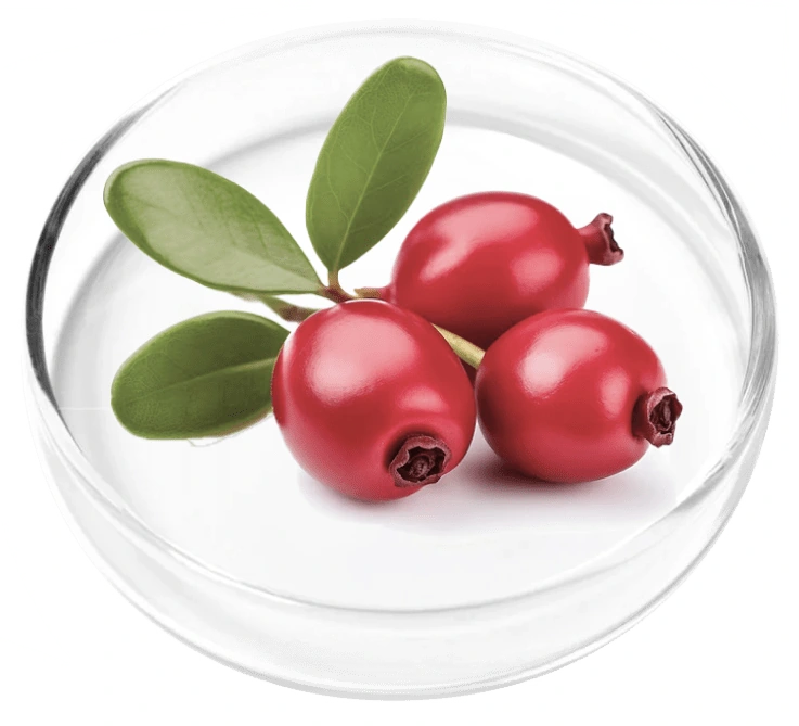 Bearberry, photographed in a laboratory dish for the Femicore ingredient set