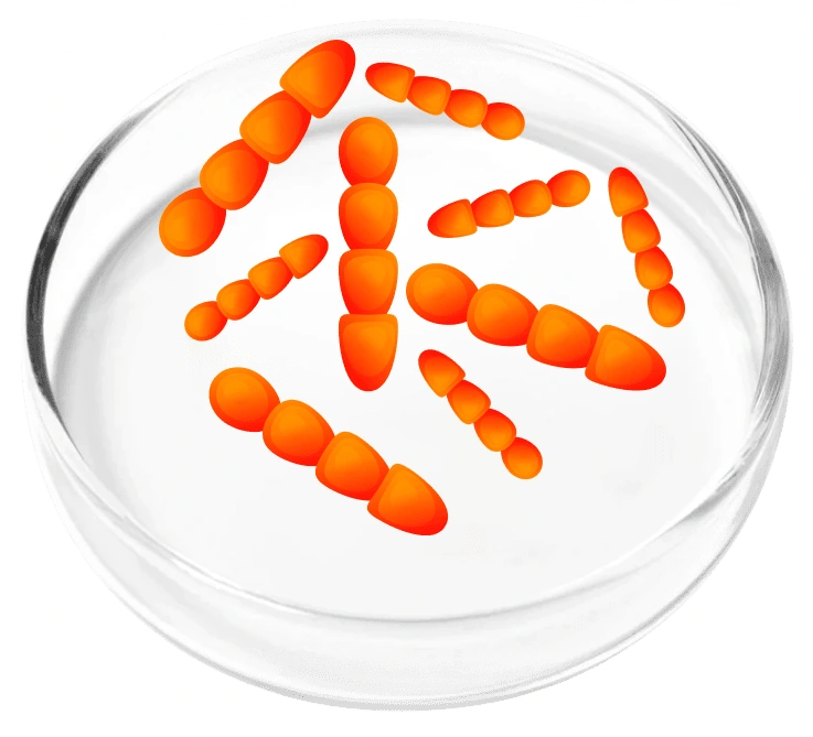 Lactobacillus crispatus LCr86, photographed in a laboratory dish for the Femicore ingredient set