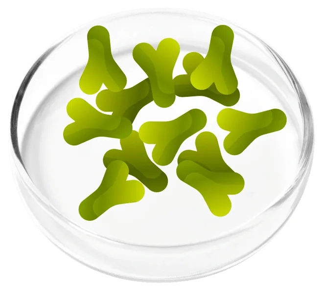 Lactobacillus acidophilus LA88, photographed in a laboratory dish for the Femicore ingredient set