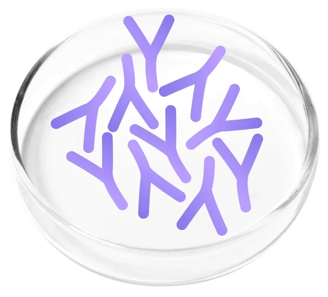 Lactobacillus plantarum N13, photographed in a laboratory dish for the Femicore ingredient set