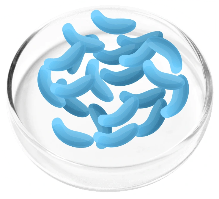 Lactobacillus gasseri LG08, photographed in a laboratory dish for the Femicore ingredient set