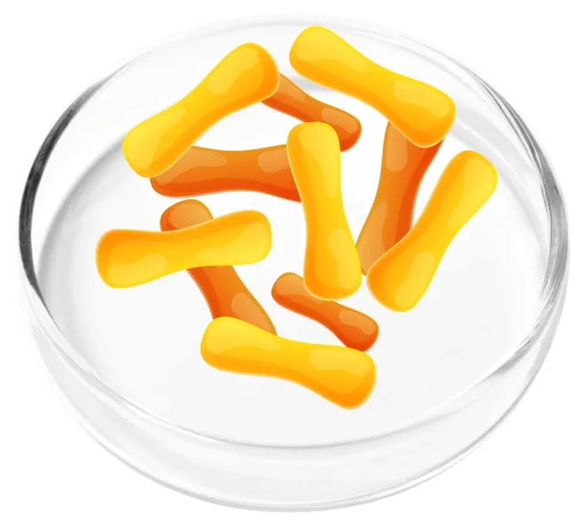 Lactobacillus casei LC16, photographed in a laboratory dish for the Femicore ingredient set