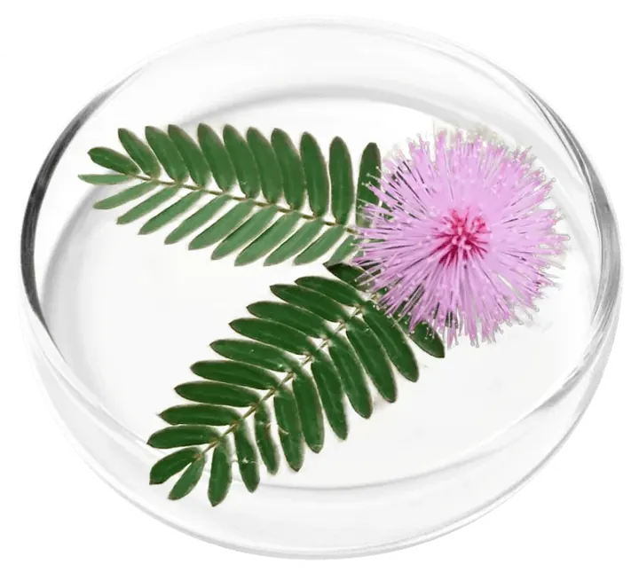 Mimosa pudica, the first botanical named on the Femicore panel, in the vendor's neutral-toned ingredient artwork